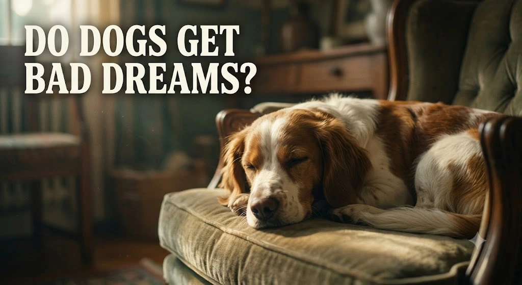 Do Dogs Get Bad Dreams